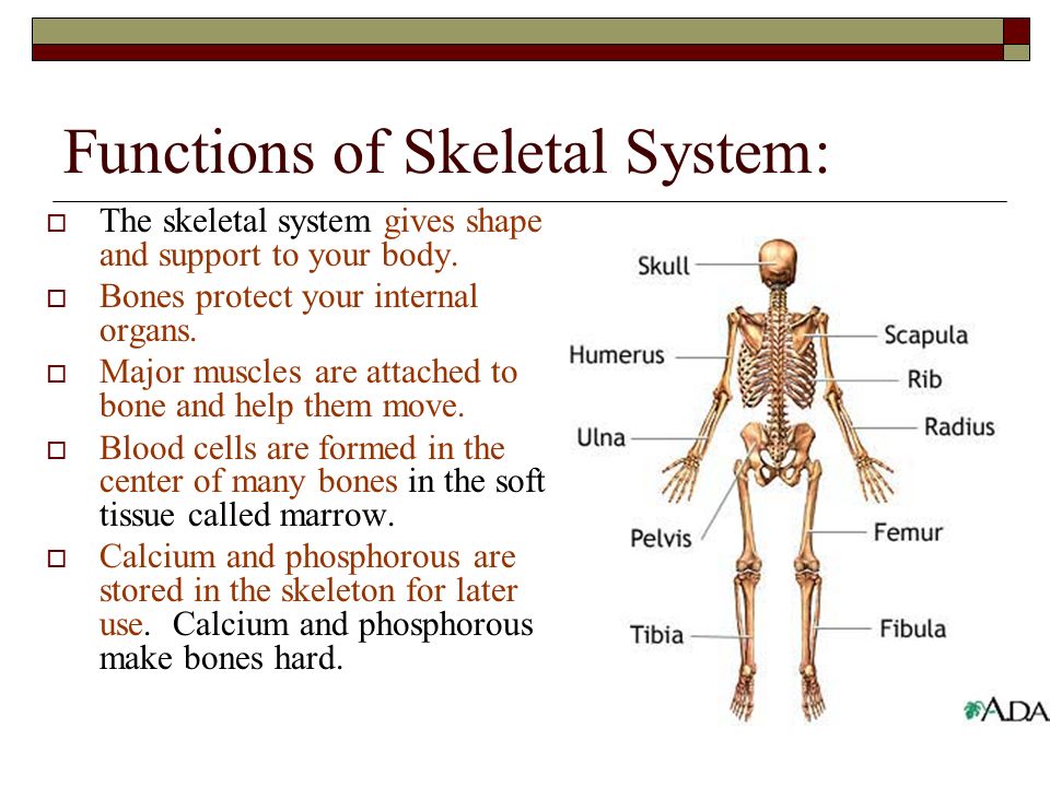 What Is Skeletal System And Its Function